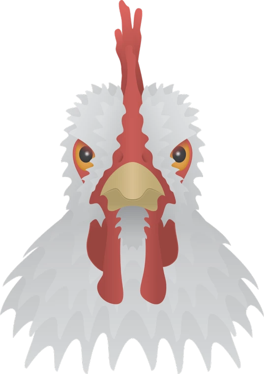 a close up of a chicken's head on a black background, an illustration of, symmetrical face illustration, lineless, red faced, white background