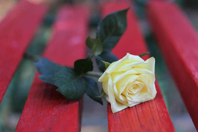 a yellow rose sitting on top of a red bench, a picture, shutterstock, romanticism, close - up photo, with a long white, close-up photo