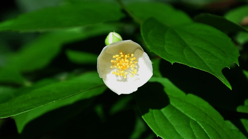 a close up of a white flower with green leaves, by Jan Rustem, hurufiyya, symetrical japanese pearl, beautiful flower, nothofagus, jamaica