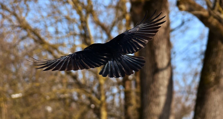 a bird that is flying in the air, by Jan Tengnagel, pixabay, raven wings, photograph captured in the woods, on a sunny day, crows on the oak tree