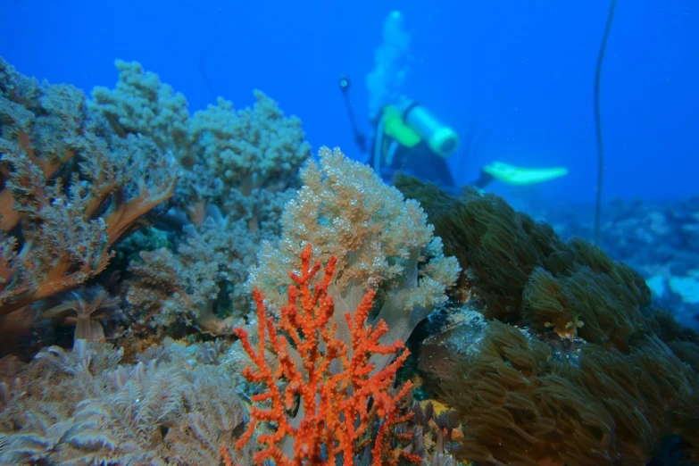 a coral reef with a diver in the background, flickr, scutari, mid shot photo, coral red, dlsr photo