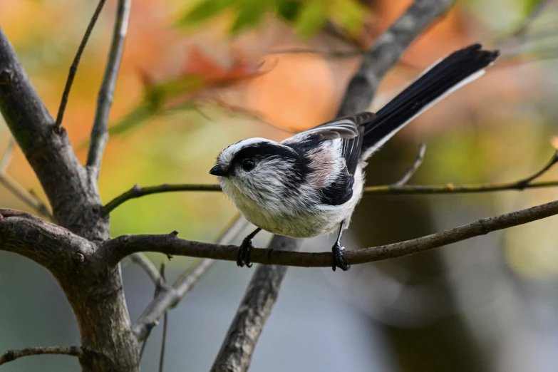 a small bird sitting on top of a tree branch, a portrait, by Maksimilijan Vanka, flickr, bushy white beard, new zealand, dipstick tail, gushy gills and blush