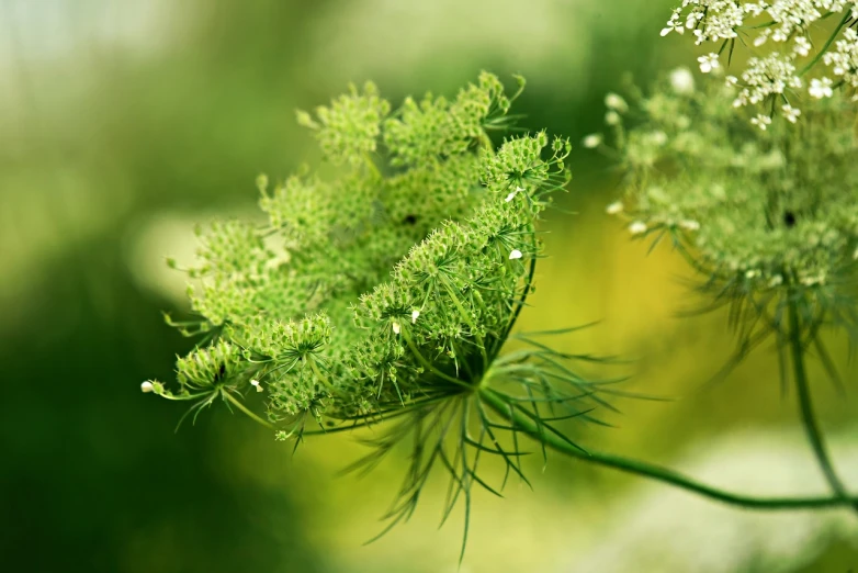 a close up of a flower with a blurry background, by Anna Haifisch, pixabay, beautiful green liquid, fine foliage lace, gypsophila, highly detailed product photo