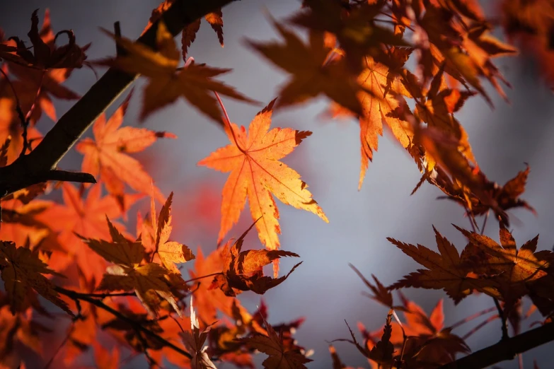 a close up of a bunch of leaves on a tree, pexels, visual art, autumn maples, photograph credit: ap, red and orange glow, flying leaves on backround