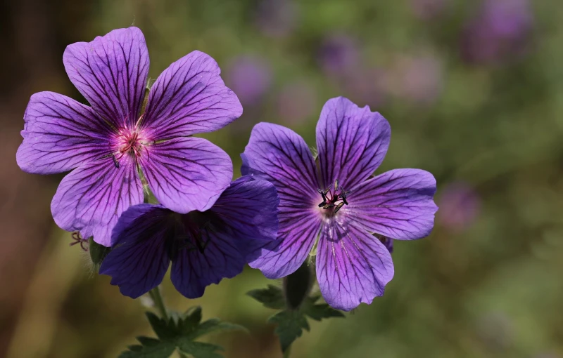 a couple of purple flowers sitting next to each other, a portrait, by Dietmar Damerau, shutterstock, closeup photo, gills, shade, stock photo