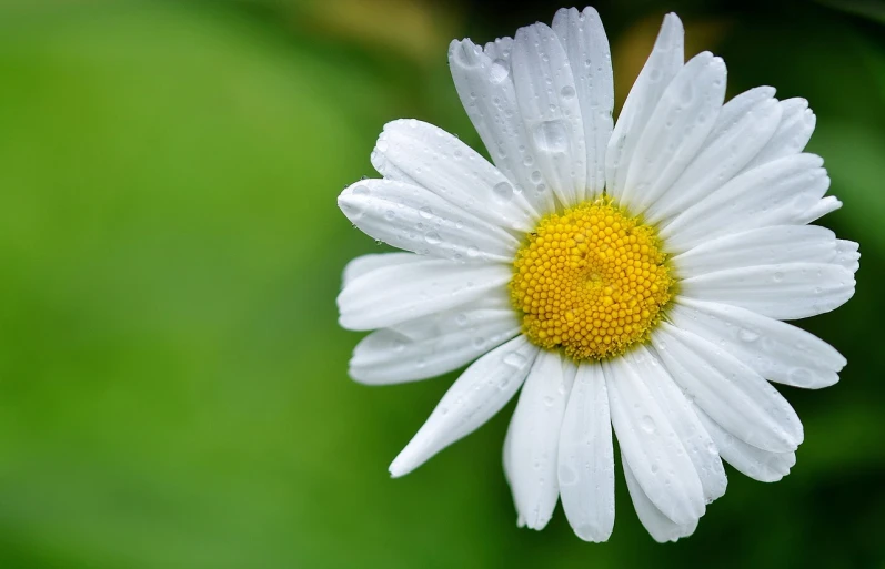 a close up of a white flower with a yellow center, pixabay, minimalism, while it's raining, radiant smile. ultra wide shot, stunningly realistic, highly microdetailed