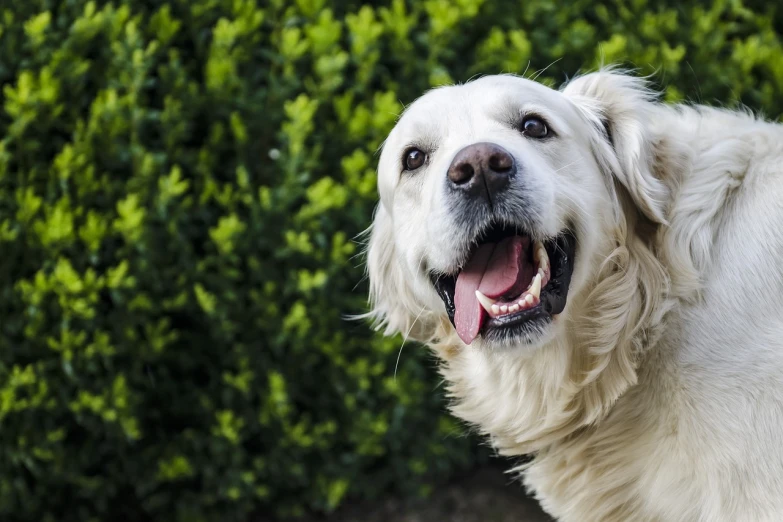 a large white dog standing in front of a bush, a stock photo, by Matt Cavotta, shutterstock, with a beautifull smile, golden retriever, shot from below, fine detail post processing