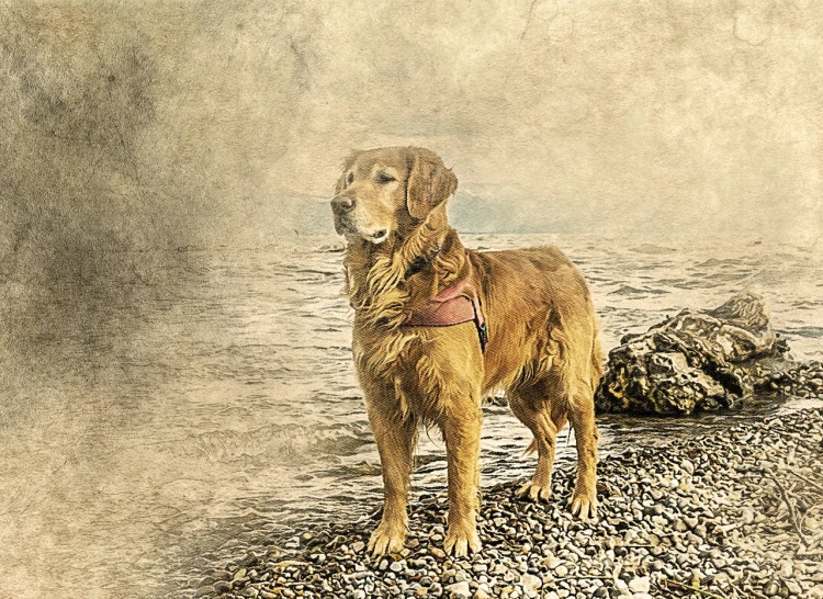 a large brown dog standing on top of a rocky beach, a pastel, pixabay contest winner, fine art, yellowed with age, portrait of an old, golden hair, texturized