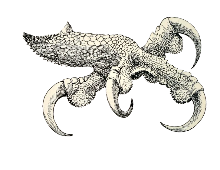a drawing of a claw on a black background, inspired by Andor Basch, featured on zbrush central, kinetic pointillism, pale white detailed reptile skin, high contrast illustration, highly detailed ink illustration, elephant - crab creature