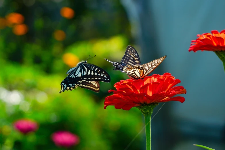 a couple of butterflies sitting on top of a red flower, a picture, by Li Keran, shutterstock contest winner, take off, museum quality photo, beautiful iphone wallpaper, swallowtail butterflies