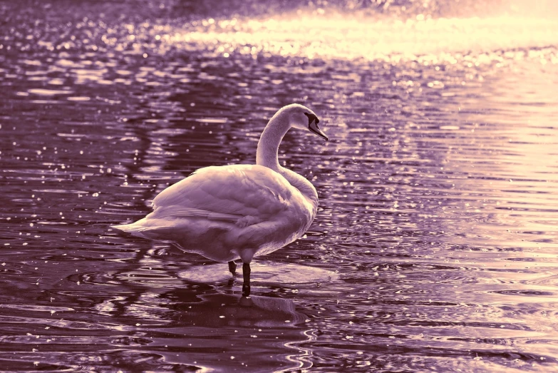 a white swan standing on top of a body of water, inspired by Elsa Bleda, flickr, romanticism, purple - tinted, retro effect, beautiful backlit, a cosmic canada goose