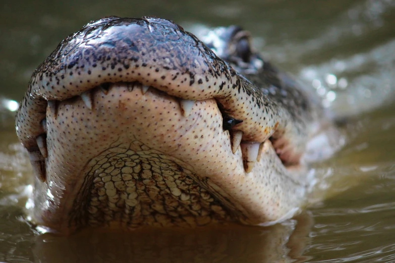 a close up of an alligator's mouth in the water, by Matija Jama, pexels, hurufiyya, very realistic looking, closeup on face, big cat, 3 4 5 3 1