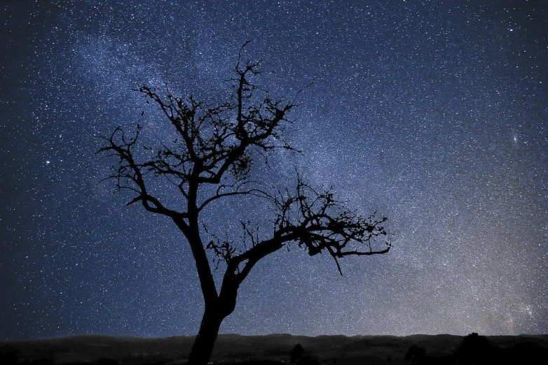 a lone tree is silhouetted against the night sky, a portrait, by Cedric Peyravernay, flickr, clematis like stars in the sky, by rainer hosch, california, very sparse detail