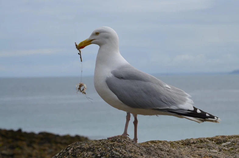 a seagull standing on top of a rock next to the ocean, a photo, meat and lichens, close-up photo, high res photo, eating