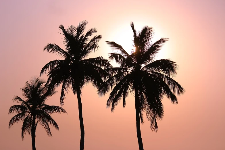 a couple of palm trees sitting next to each other, romanticism, pink sun, istockphoto, singapore, stock photo