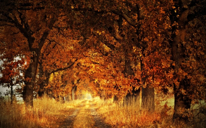 a forest filled with lots of trees next to a dirt road, a photo, by Eugeniusz Zak, shutterstock, fine art, autumn colour oak trees, in style of mike savad”, award-winning”, very warm colors