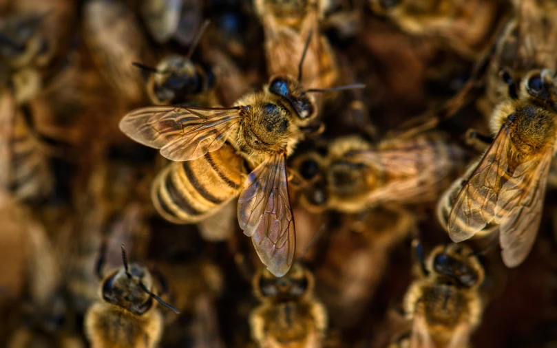 a bunch of bees that are next to each other, a macro photograph, by Jan Konůpek, avatar image, crowded and populated, closeup photo, featured