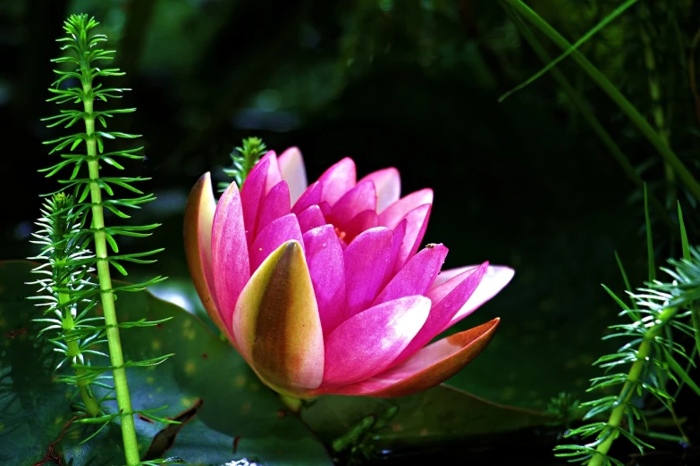 a pink flower sitting on top of a green plant, a picture, by Ju Lian, hurufiyya, lily pad, beautiful flower, intense sunlight, powerful