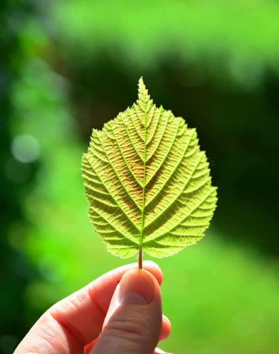 a person holding a leaf in their hand, a picture, shutterstock, naturalism, modern high sharpness photo, luminous veins, stock photo