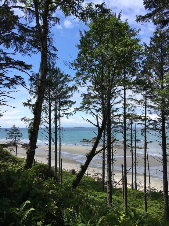 a view of a beach through the trees, by Chris Rallis, pixabay, haida, ((trees)), clear skies in the distance, iphone photo