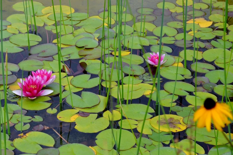 a pond filled with water lilies and yellow flowers, a portrait, minimalism, vibrant pink, color and contrast corrected, pond with frogs and lilypads, 1128x191 resolution