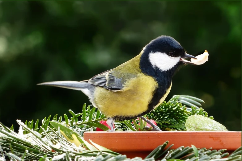 a small bird sitting on top of a plate of food, by Martina Krupičková, pixabay, naturalism, style of titmouse animation, its name is greeny, holiday season, in the garden