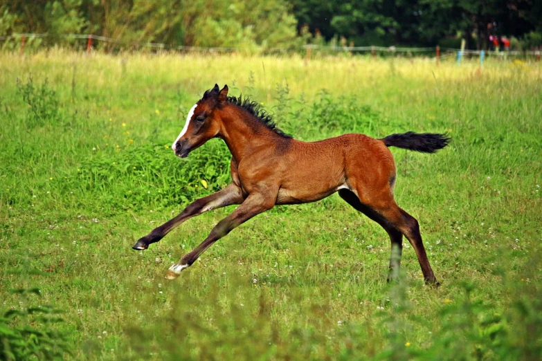 a brown horse running across a lush green field, arabesque, calf, 15081959 21121991 01012000 4k, birth, gorgeous