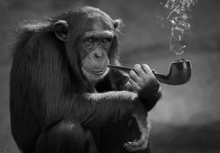 a black and white photo of a chimpan smoking a pipe, by Joze Ciuha, pixabay contest winner, adi granov, perfect animal, plumbing jungle, smoking a joint