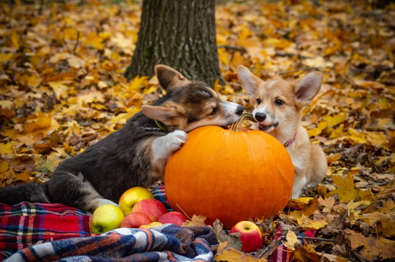 two dogs playing with a pumpkin in the leaves, a photo, by Maksimilijan Vanka, shutterstock, cute corgi, 💣 💥, wallpaper - 1 0 2 4, kiss