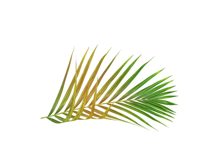 a close up of a palm leaf on a white background, an illustration of, art deco, detailed realistic colors, quixel megascans, isometric view, green and yellow colors