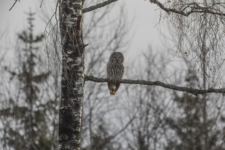 a large owl sitting on top of a tree branch, by Jaakko Mattila, flickr, shot on leica sl2, nice slight overcast weather, grizzled, 2 4 mm iso 8 0 0