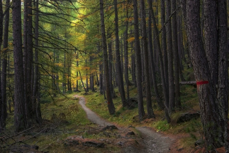 a dirt path in the middle of a forest, by Jacob Kainen, pixabay contest winner, fine art, scottish highlands, !!beautiful!!, out worldly colours, quiet and serene atmosphere