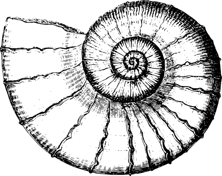 a black and white drawing of a shell, pixabay, renaissance, dinosaur bone, fibonacci sequences, big horn, clipart