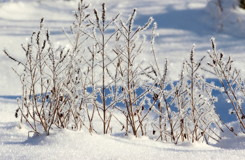 a bunch of plants that are in the snow, flickr, icey tundra background, backlit!!, on a bright day, meadows