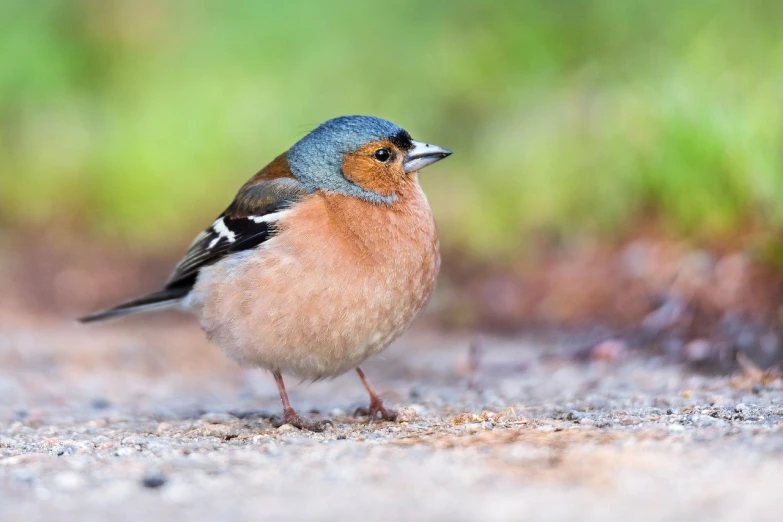 a small bird is standing on the ground, by Paul Bird, trending on pixabay, renaissance, mid-shot of a hunky, round portruding chin, style of chippy, older male