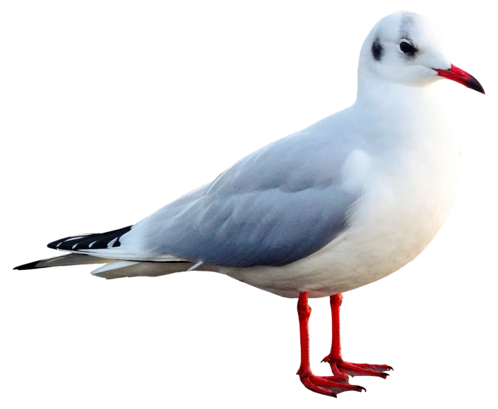 a close up of a bird on a black background, arabesque, seagulls, white red, australian, true realistic image