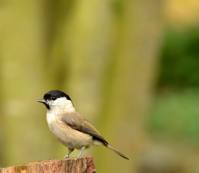 a small bird sitting on top of a wooden post, by Paul Bird, shutterstock, black nose, ladies, stock photo, smooth-chinned