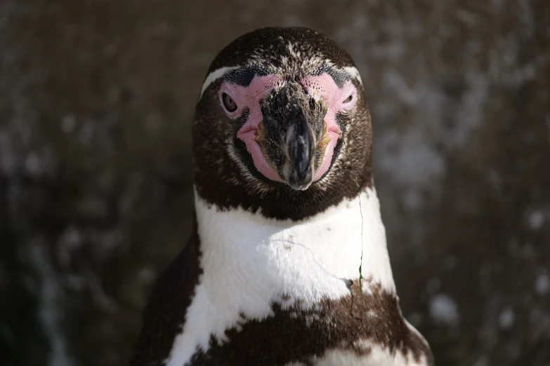 a close up of a penguin's face with a blurry background, by Robert Brackman, flickr, renaissance, pink face, grotty, hyper detailed photo, various posed