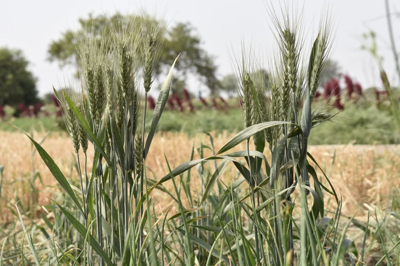 a close up of some tall grass in a field, samikshavad, villagers busy farming, full res, in a wheat field, high res photo