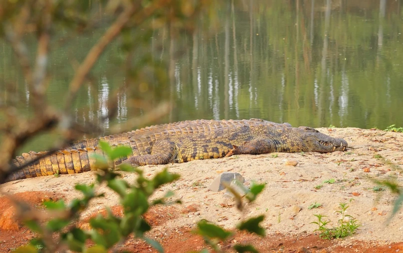 a large alligator laying on top of a sandy beach, hurufiyya, sharandula, 2 0 0 mm telephoto, aaaaaaaaaaaaaaaaaaaaaa, 30 year old man