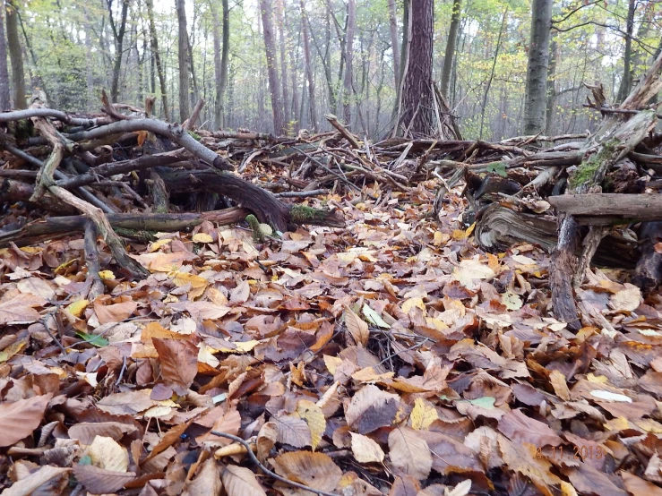 a pile of leaves sitting in the middle of a forest, wall wood fortress, dlsr photo, shelter, hiking trail