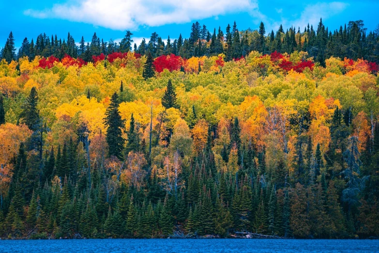 a forest filled with lots of trees next to a body of water, inspired by Tom Thomson, pexels, color field, red green yellow color scheme, full of golden layers, wisconsin, vivid colors!!