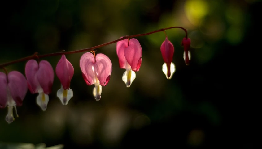 a close up of a plant with pink flowers, a macro photograph, by Andrew Domachowski, sōsaku hanga, several hearts, berries dripping, lush gardens hanging, falling hearts