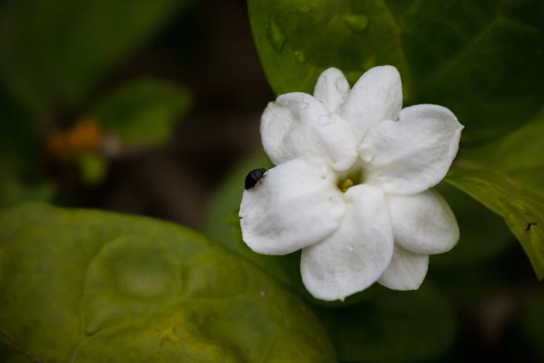 a white flower with a bug on it, hurufiyya, lemon, laos, deep image