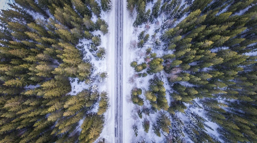 an aerial view of a road surrounded by trees, by Matthias Weischer, lush winter forest landscape, shallow perspective, looking up perspective, half and half