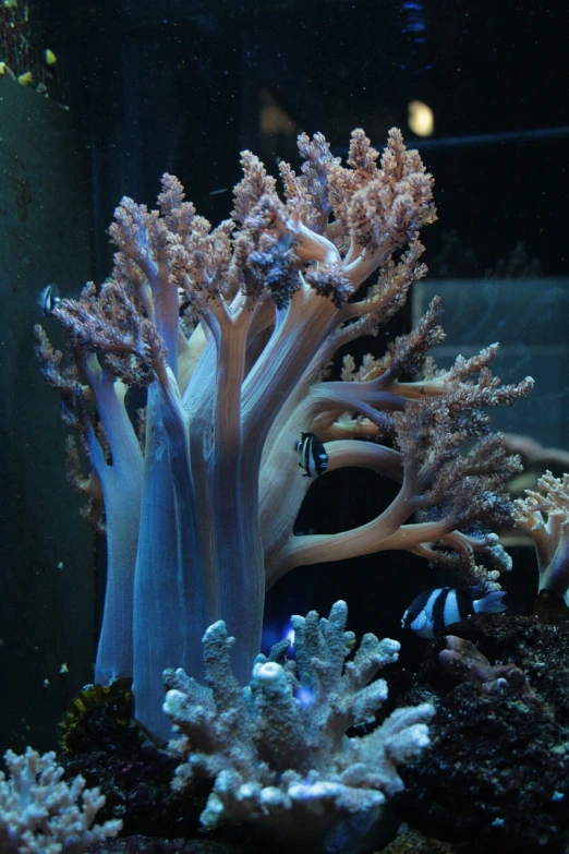 a close up of a fish in an aquarium, by Edward Corbett, flickr, romanticism, blue and pink bonsai tree, sea anemone, albino, tree's