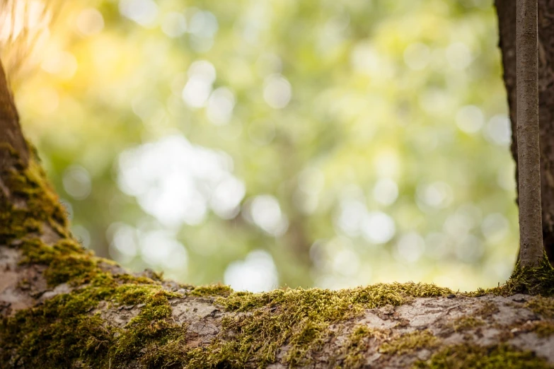 a close up of a moss covered tree trunk, a picture, shutterstock, figuration libre, bokeh on background, stock photo