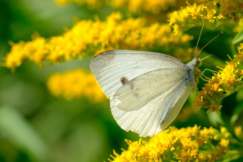 a white butterfly sitting on a yellow flower, a macro photograph, closeup photo, halogen, 2 0 1 0 photo