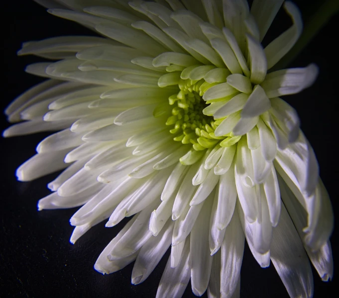 a close up of a white flower on a table, a macro photograph, art photography, chrysanthemum, with dramatic lighting, details and vivid colors, ikebana white flowers