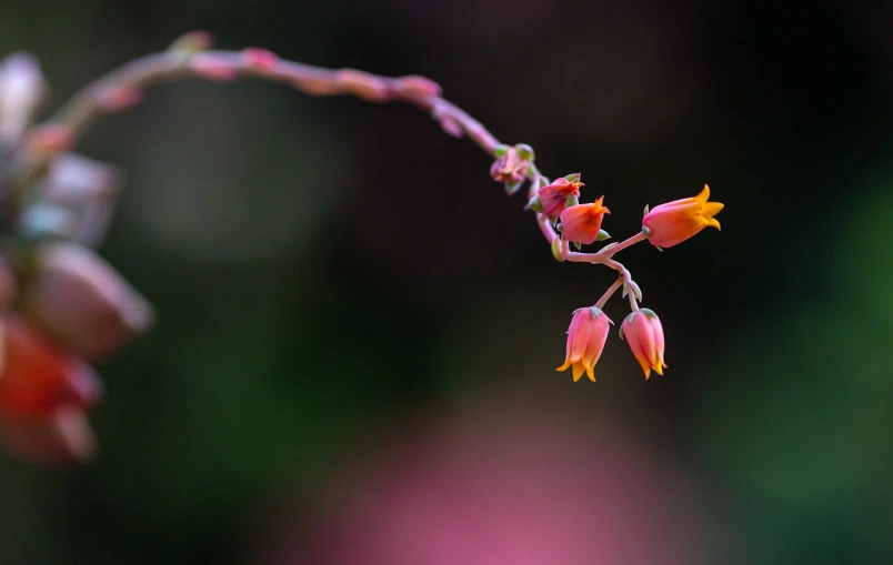 a close up of a flower with a blurry background, by Robert Brackman, minimalism, flowering buds, pink and orange colors, pods, dof narrow